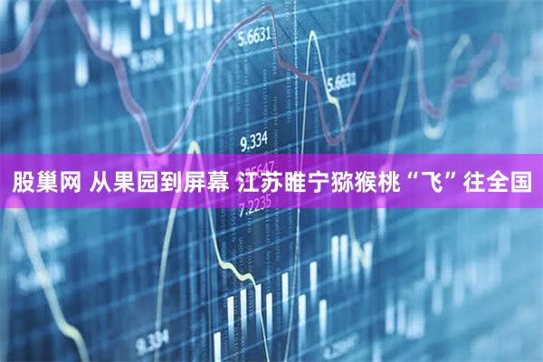 股巢网 从果园到屏幕 江苏睢宁猕猴桃“飞”往全国